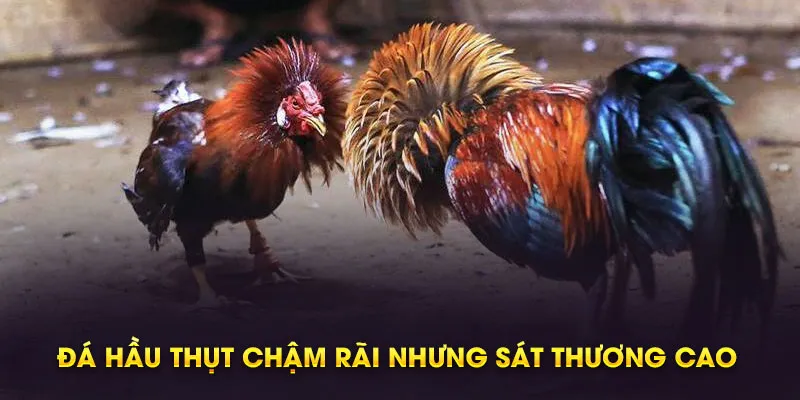 da hau thut cham rai nhung sat thuong cao 35ab8528